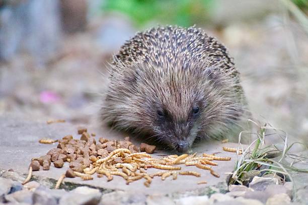 istock Garden Hedgehog eating biscuits from the ground 2221880880