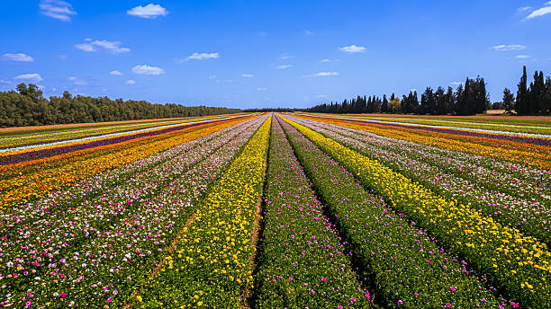 istock Vibrant Flower Fields at Nir Yitzhak, Aerial View 2221881080