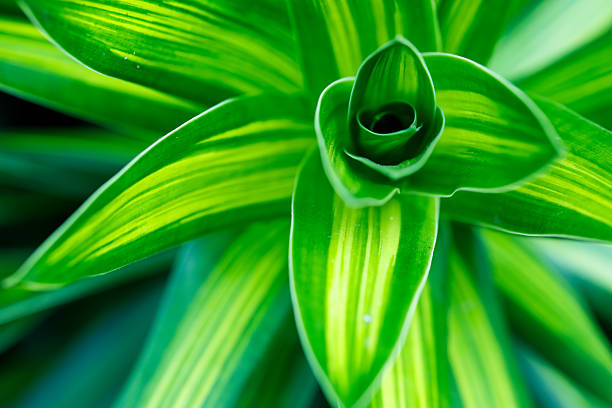 istock Bright green dracaena plant leaves forming spiral natural pattern 2221881432