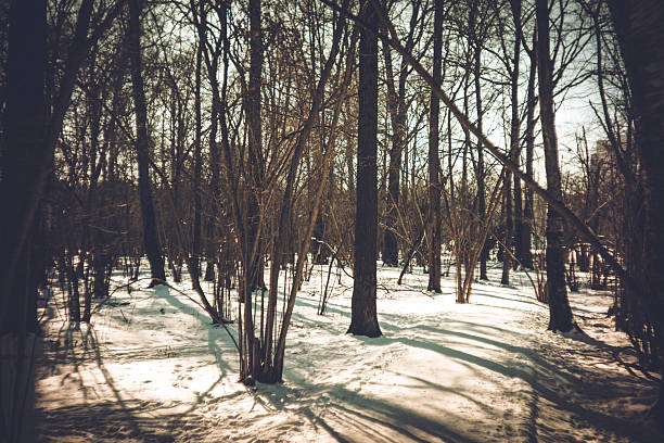 Clear winter day in the park, lomography