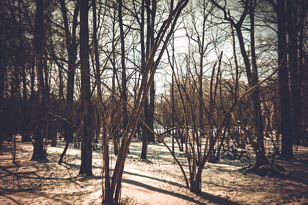 Clear winter day in the park, lomography