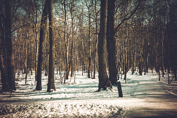 Clear winter day in the park, lomography