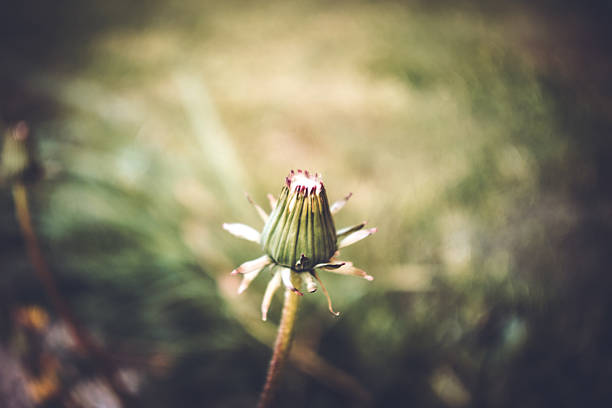 Dandelion on the road close-up, lomography