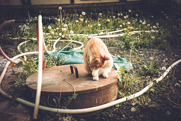 istock Ginger cat sitting on manhole in village 2221881953
