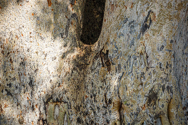 istock Detail of trunk bark 2221882256