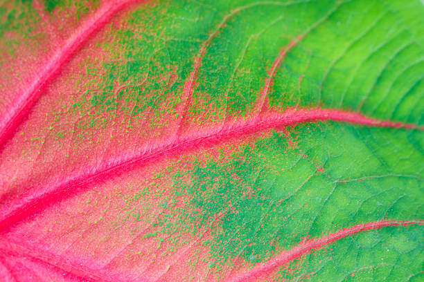 Macro image of caladium leaf featuring green and pink variegation and visible surface details.