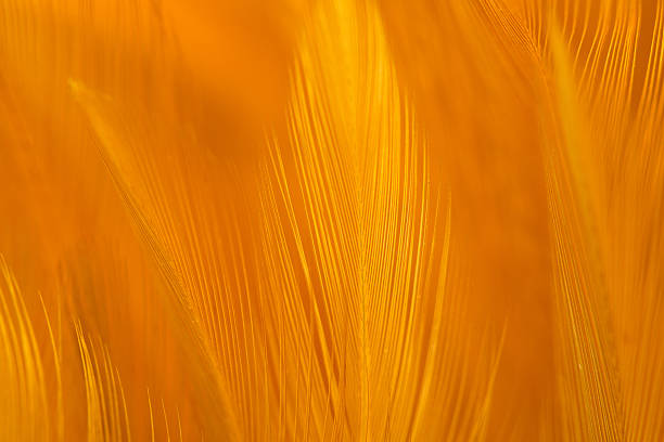 istock Macro brown feather,Close-up of brown feathers,Delicate Feathers in Soft Light in pastel beige and brown tones. Brown feathers texture .Feathers surface.Macro Photograph of Delicate Feathers. 2221885257