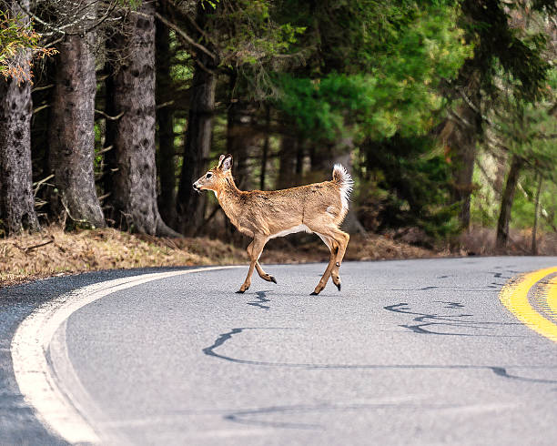 istock White-Tail Deer Crosses Rural  Road 2221885839