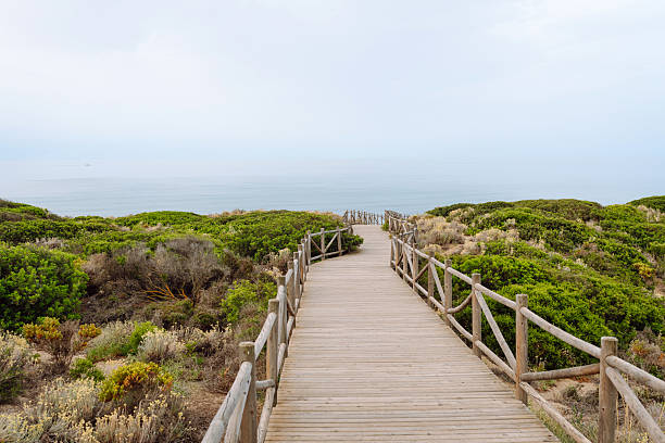 istock Wooden path through vibrant greenery leading to a calm sea. 2221887002