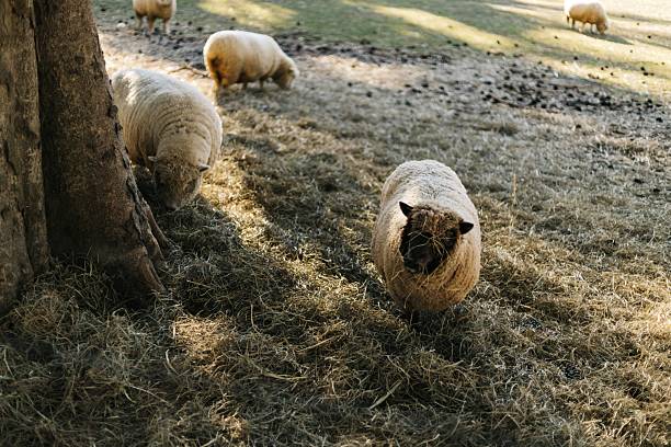 The sheep grazing in a sunlit pasture, with trees casting shadows on the ground.