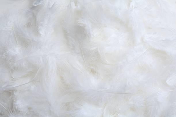 istock Many beautiful feathers as background, top view 2221890707