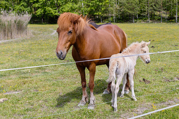 istock Brown horse with young cream colored foal 2221892109