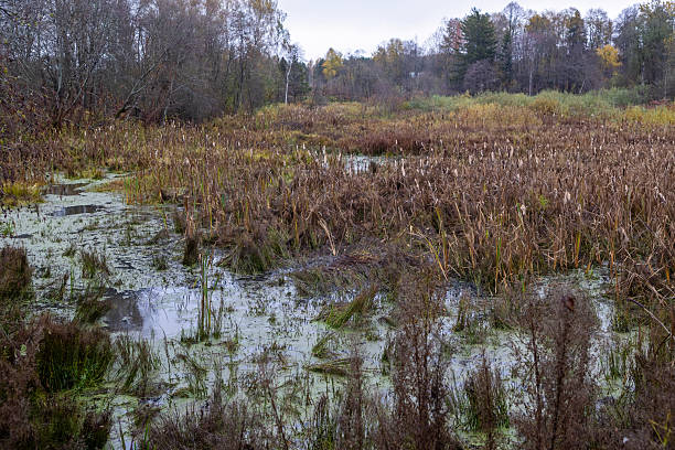 istock A swamp in an autumn forest 2221892570