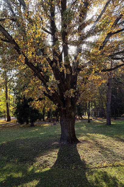 istock Bicentennial oak tree in the city park at sunset 2221892580