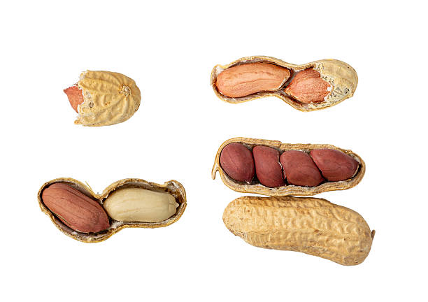istock Peanuts Isolated, Roasted Arachis Nuts, Open Pea Nut, Whole Groundnut with Shell, Peanut on White 2221894142