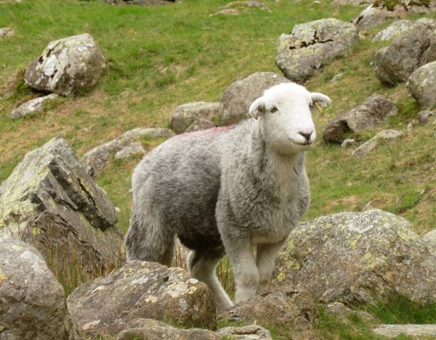 istock Herdwick sheep in the national park 2221896575