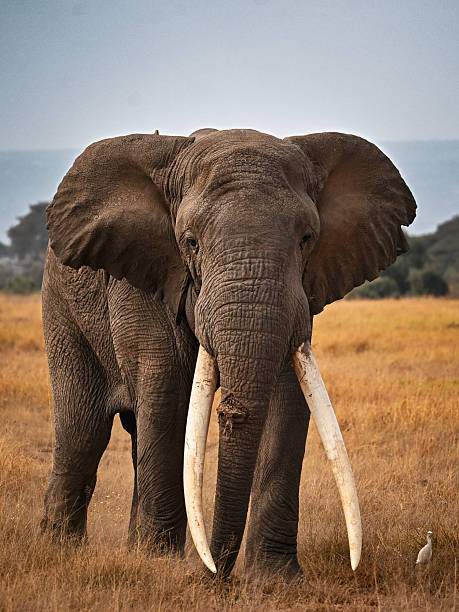 istock Elephant Bull With Giant Tusk 2221897927