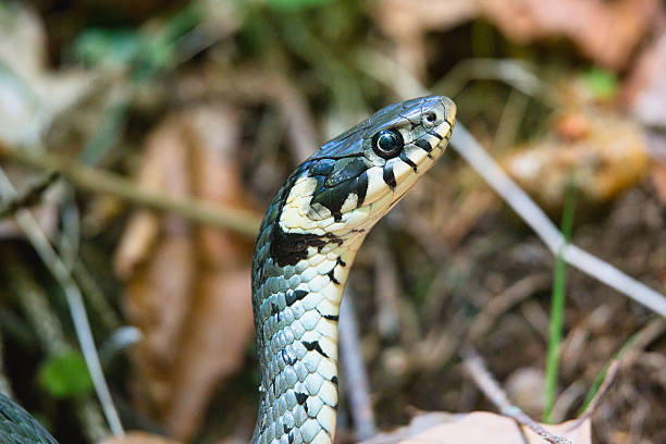 istock Close-up of a grass snake 2221898258