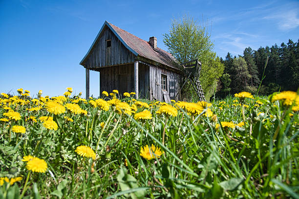 An old shed in the middle of a yellow field of dandelions