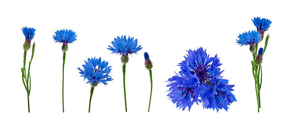 istock Cornflowers close up isolated on white background with clipping path. Set of flying chamomile or daisy flower for design packaging or labels. Can be used for self design. 2221899416