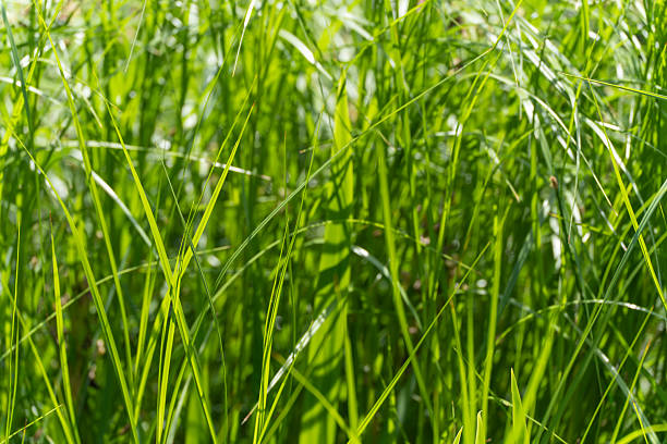Tall Blades of Grass.