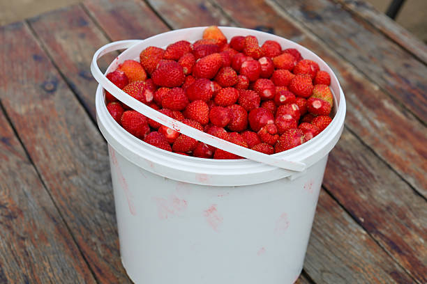 A bucket filled with freshly picked strawberries sits on a wooden table, symbolizing a bountiful summer harvest. The bright red fruits look incredibly appetizing and juicy, ready for consumption or processing.