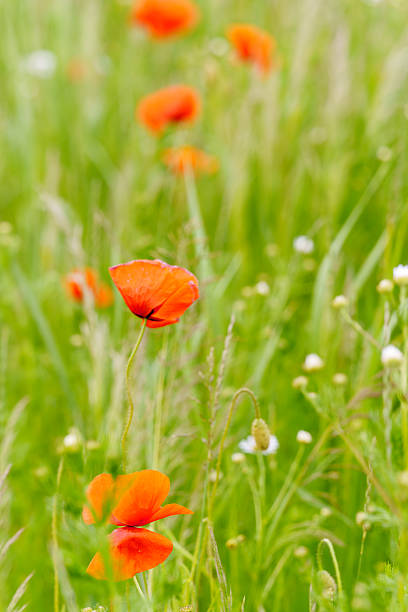 A green summer field, dominated by various plants and blades of grass. Upon closer inspection, one can spot some vibrant accents: a red poppy flower, partially hidden among the greenery. The background is natural and slightly blurred, creating a sense of field depth. The image exudes a truly summery, natural, slightly wild, and peaceful mood