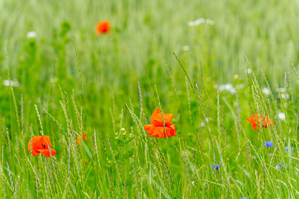 istock summer field with poppy and cornflower blooms 2221906133