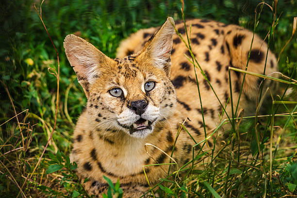 Spotted serval cat with blue eyes lying in grass and looking forward with open mouth. High quality photo