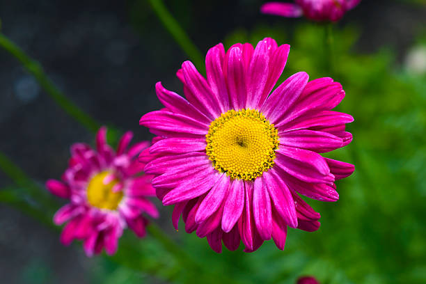 istock Pyrethrum. Red aster flowers. Two red flowers. 2221911381