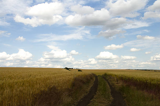 A field of grass. Sky. Grass. Outdoor. Field. Clouds