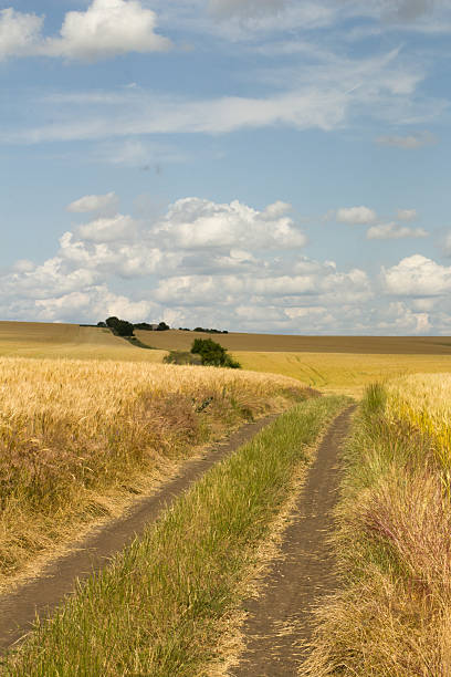 istock A dirt road in a field 2221912457