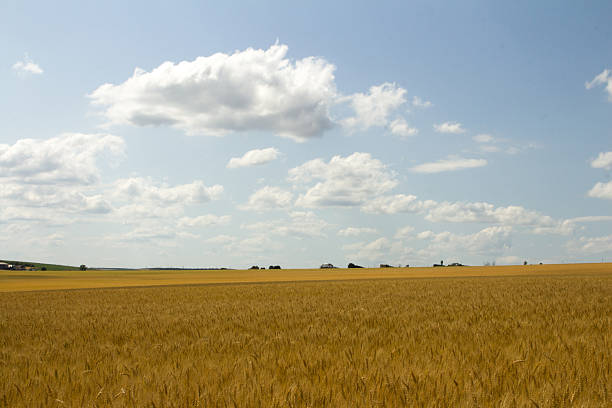 A large field of yellow grass. Sky. Grass. Outdoor. Field. Grassy