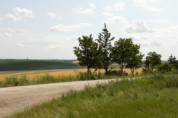 A dirt road with trees on either side of it. Grass. Outdoor. Sky. Field. Plant