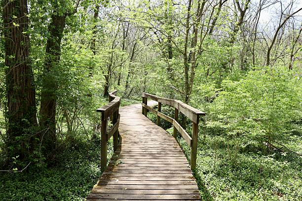The old wood footbridge on the trail in the forest.