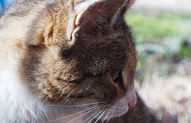 Gray and white cat street. Sitting on a bench and posing for the camera. Fluffy beautiful serious adult cat. Portrait of a street or domestic cat in close-up. Caring for animals, kindness concept