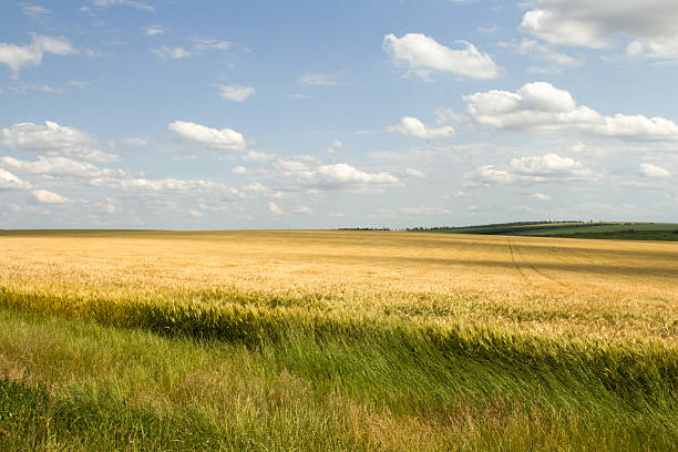 istock A field of grass 2221914082