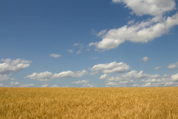 istock A field of yellow grass 2221914124
