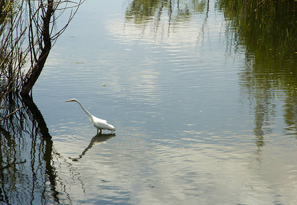 A bird walking in water. Water. Outdoor. Nature. Lake. Pond