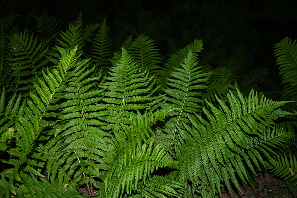 Patterned fern fronds emerging from a shadowed forest floor, evoking harmony and subtle drama for editorial or commercial applications in nature, wellness, or luxury branding.