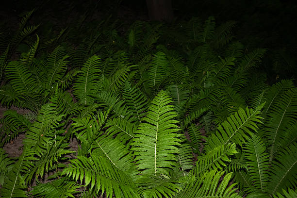 Green fern leaves close up as background. soft focus..