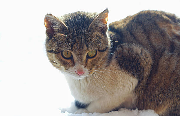 The cat on the snow looks to one side