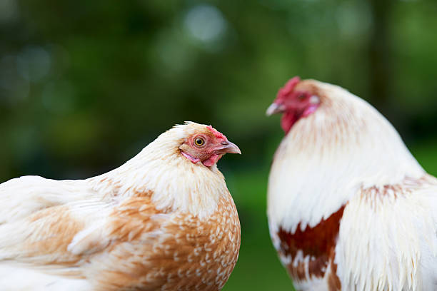 istock A hen is in sharp focus in the foreground, with a rooster softly blurred in the background. The pair of chickens are outdoors against a natural, green backdrop, creating a shallow depth of field. 2221915167