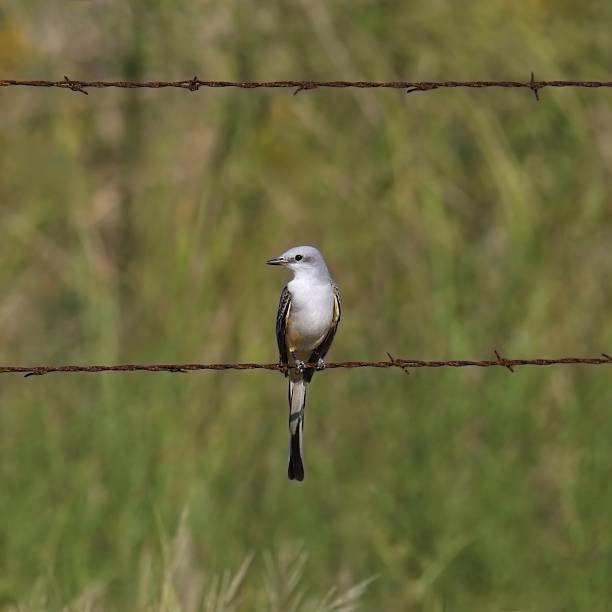 istock Scissor-tailed Flycatcher (tyrannus forficatus) perched on a strand of barbed wire 2221915279