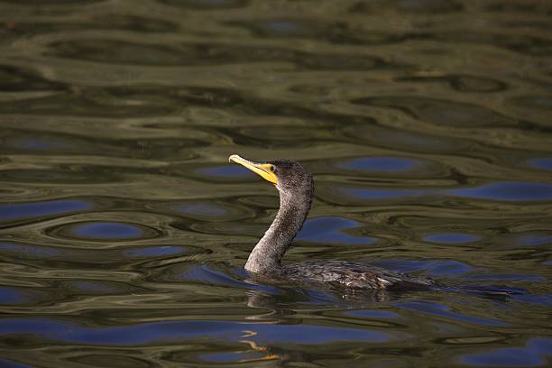 istock Double-crested Cormorant (phalacrocorax auritus) swimming in a pond 2221915343