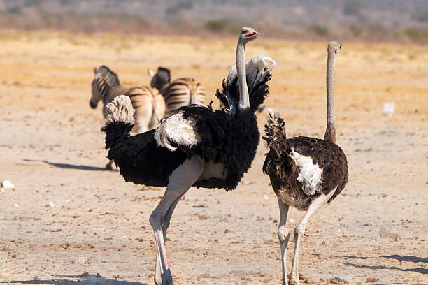 istock Couple of ostriches 2221920037
