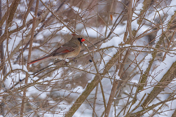 Female Northern Cardinal perched in snowy thicket in winter