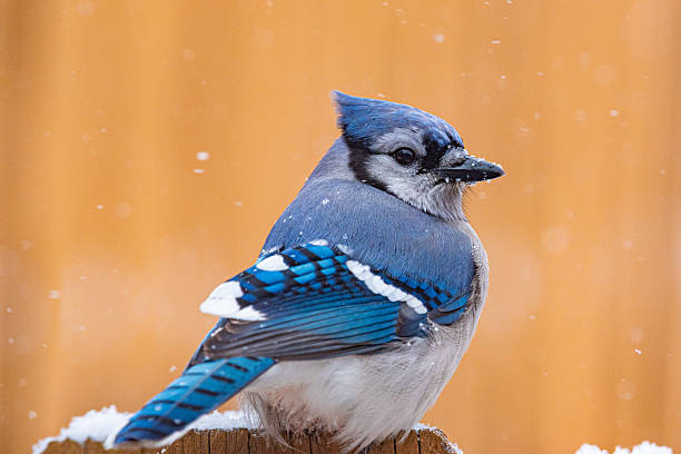 istock Fat bluejay bird perched on fence with snow and brown background 2221920420