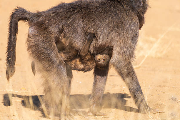 Baby baboon clings securely to its mother