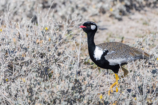 Northern Black Korhaan stands on the ground